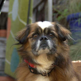 Gizmo 2