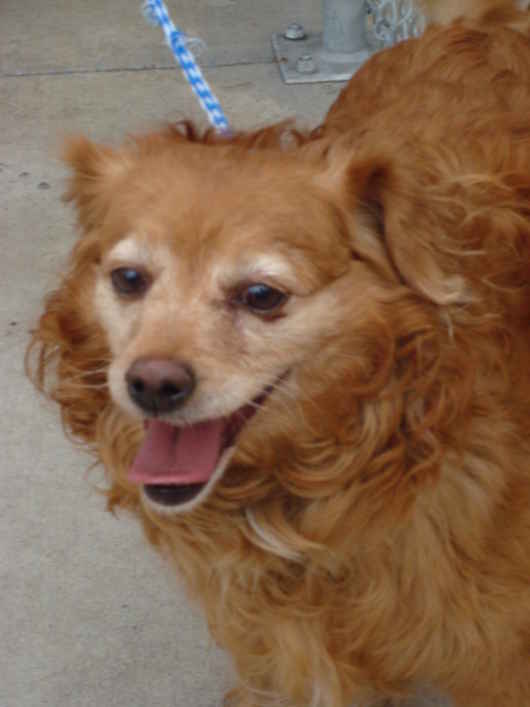 Sweet Ginger 