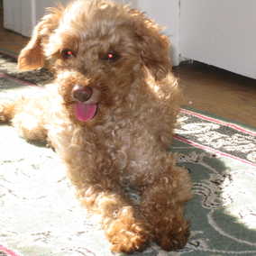 Lambchop