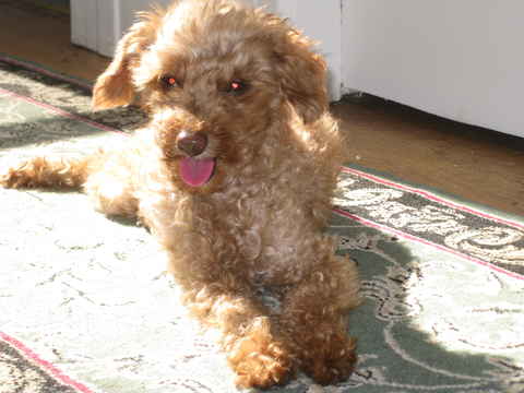 Lambchop