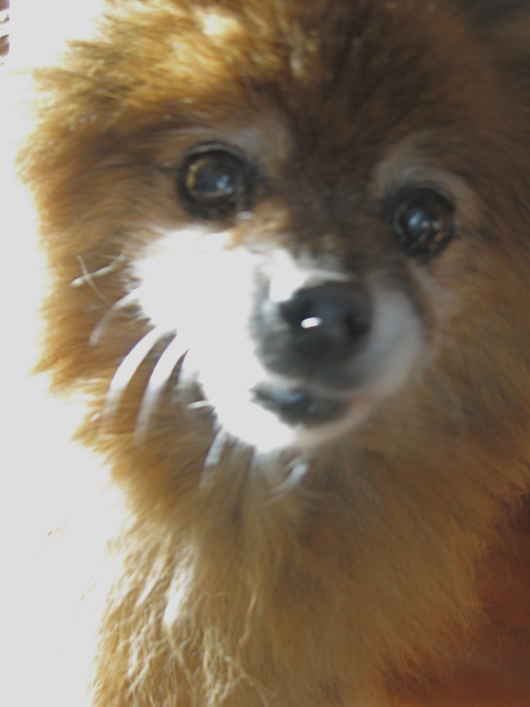 Biscuit
