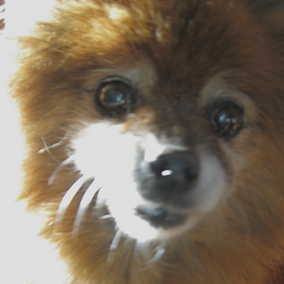 Biscuit