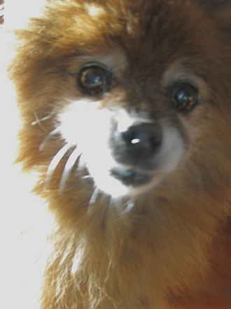 Biscuit