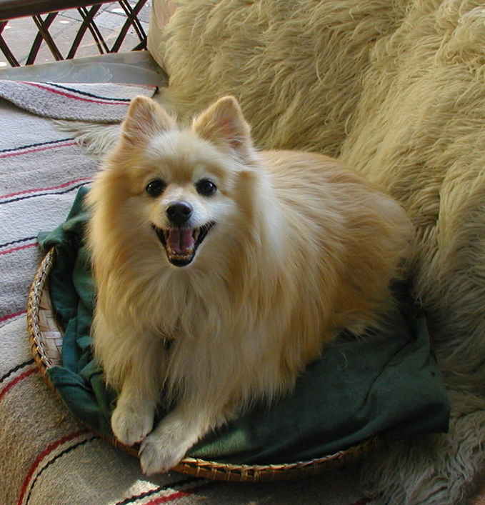 Taz