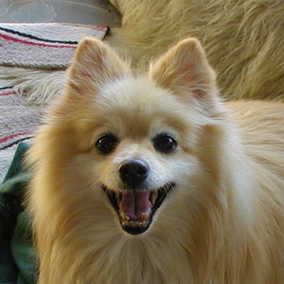 Taz