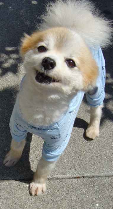  Wee Willy