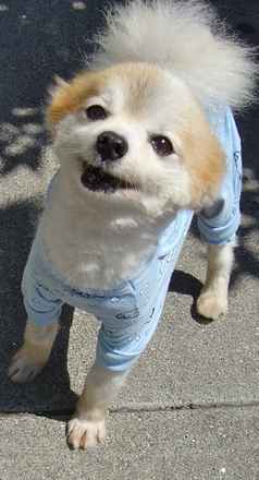  Wee Willy