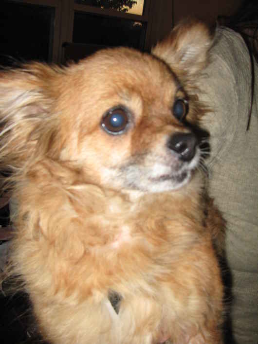 Trixie