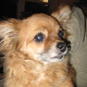 Trixie