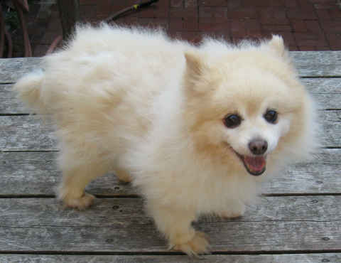 Cotton