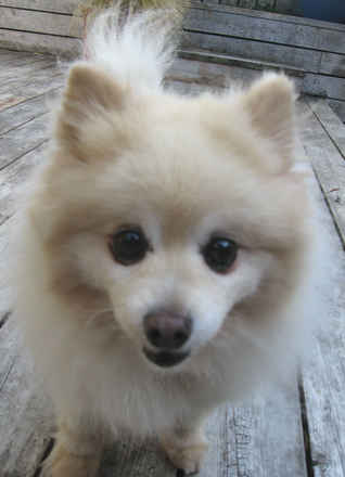 Cotton