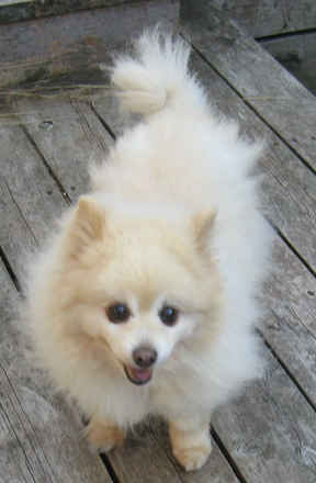 Cotton