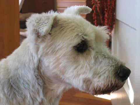 Sabaka