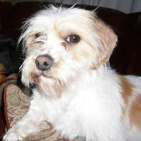 Cooper