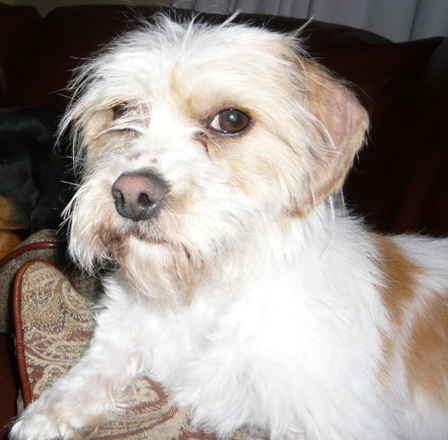 Cooper