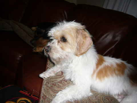 Cooper