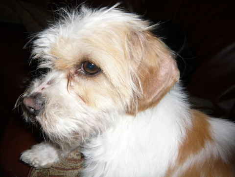 Cooper