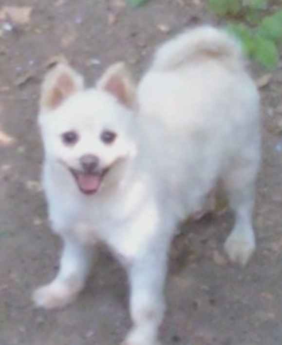 Joey