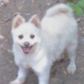 Joey