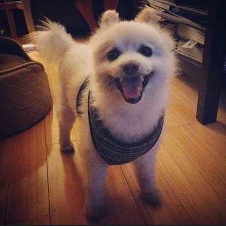 Joey