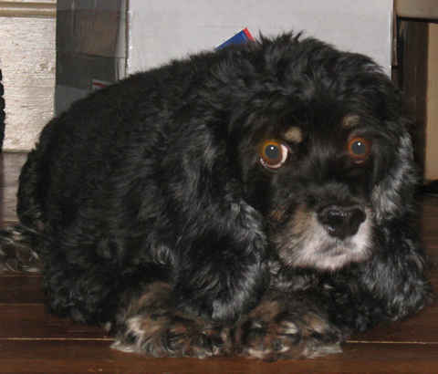 Gladys