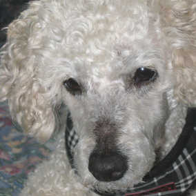 Scotty