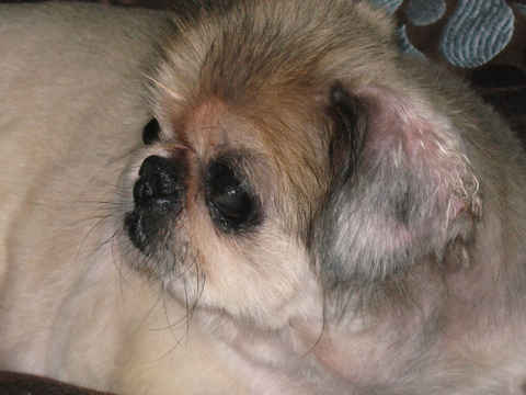 Henrietta