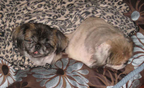Henrietta