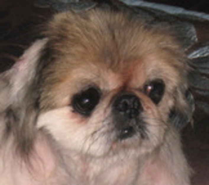 Henrietta