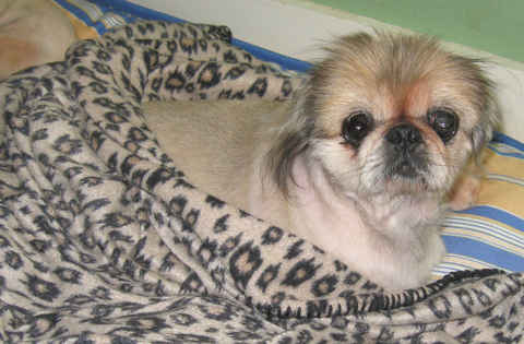 Henrietta