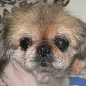 Henrietta