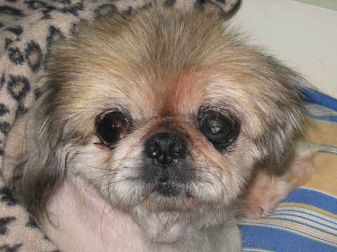 Henrietta