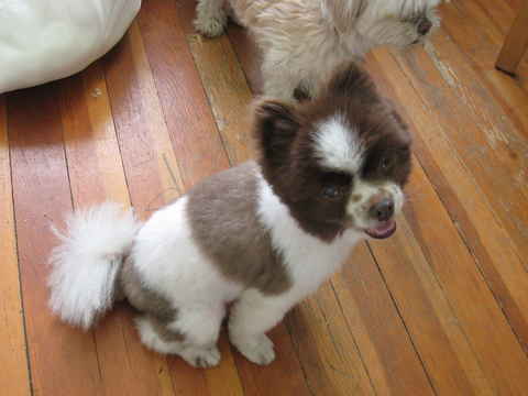 Choco