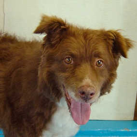 Annie 3