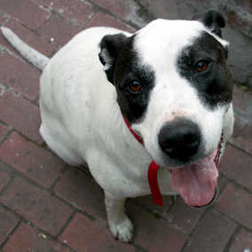 Buster 3