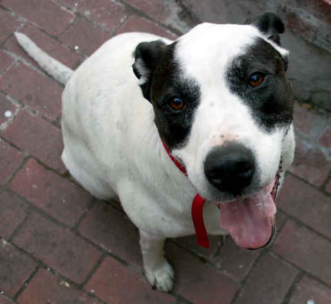 Buster 3