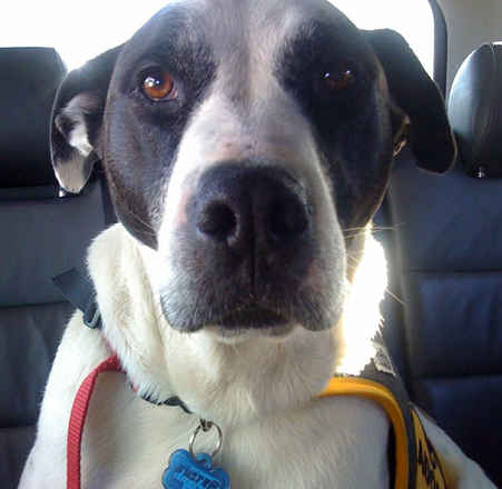 Buster 3