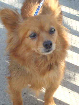 Daphne