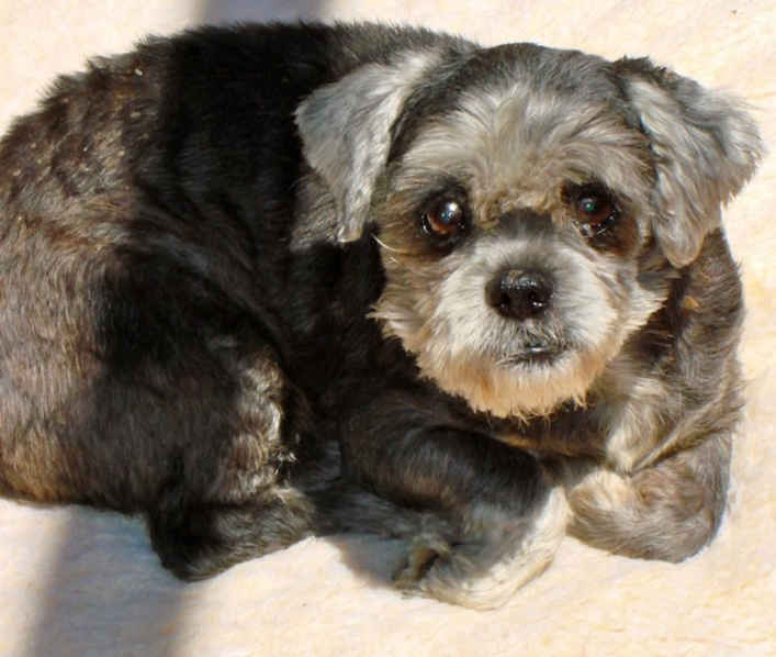 Bobo