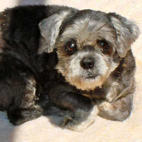 Bobo
