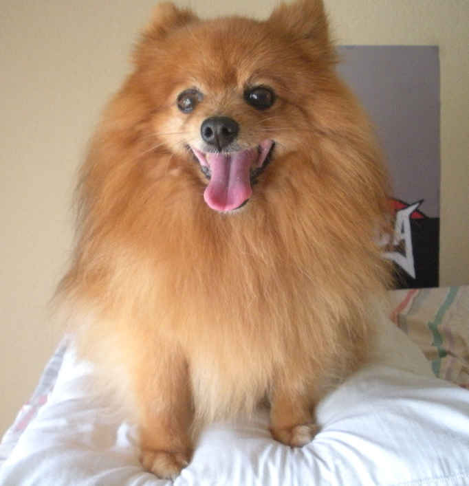 Coney
