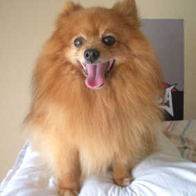 Coney