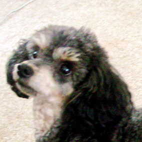 Buster 4