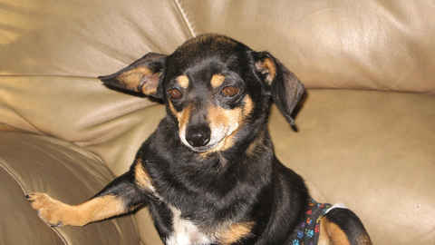 Petey