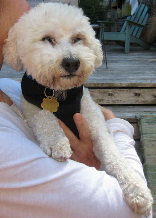 Kody