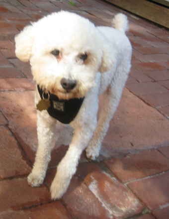 Kody