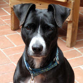 Rosie 3