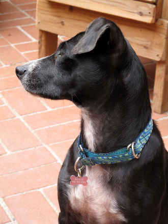 Rosie 3
