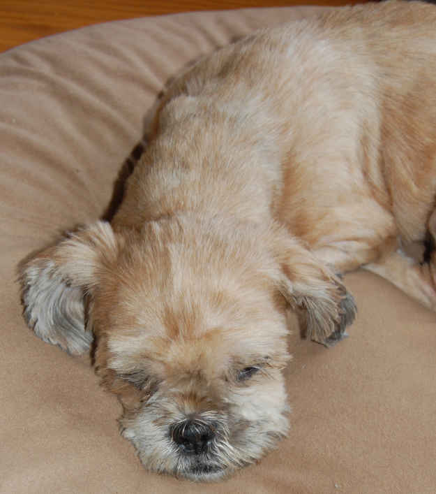 Maggie 2