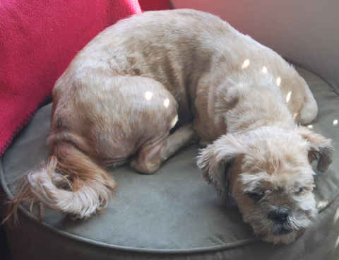 Maggie 2